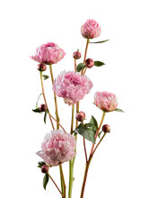 Bonderoser/Paeonia 19 cm